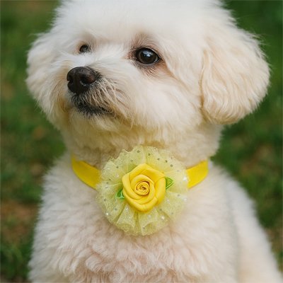 Collier Chien