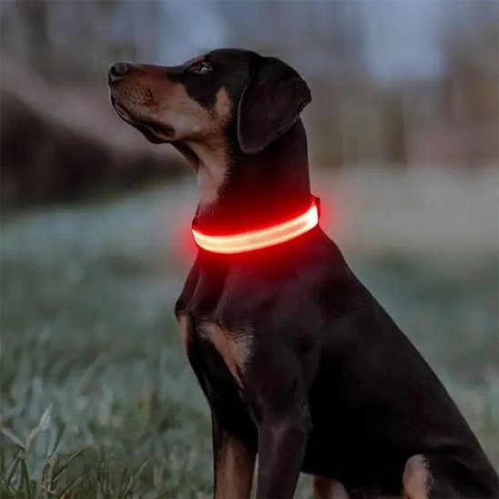 Collier lumineux pour chien