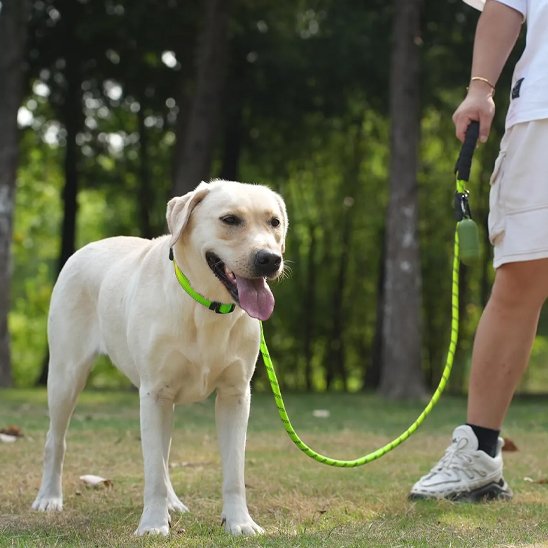 Laisse pour chien