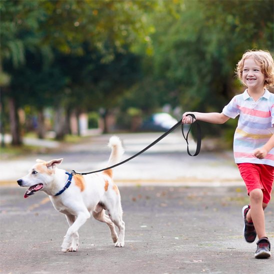 Laisse pour chien
