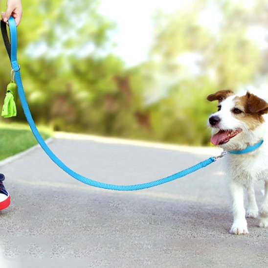 Laisse pour chien