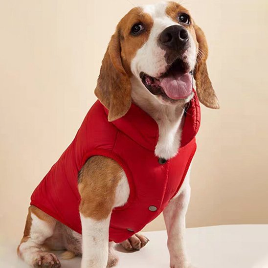 Manteau pour chien