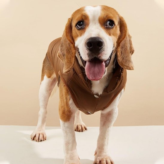 Manteau pour chien